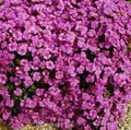 Blaukissen Cascade Purpur - Aubrieta cultorum