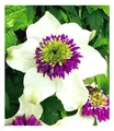BALDUR Garten 1x Waldrebe Clematis 'Florida Sieboldii', Pflanze im 1,5 Liter-Topf, Klematis, winterhart, blühende Kletterpflanze, bienenfreundlich, schmetterlingsfreundlich, Clematis Hybride