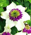 BALDUR Garten Zierstrauch Clematis 'Florida Sieboldii', 1 St., Duftclematis, winterhart, mehrjährig