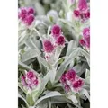 Antennaria Dioica Rubra Katzenpfötchen Ca. 9x9 cm Topf