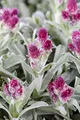 Antennaria dioica 'Rubra' 9x9 cm Topf – Winterhart, Immergrün, Pflegeleicht – Katzenpfötchen – Bodendecker für Steingarten & Trockenbeet