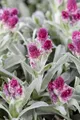 Pflanzen für Dich Staude Antennaria dioica Rubra, 1 St., Katzenpfötchen, Gewöhnliches Katzenpfötchen