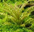 Pogostemon helferi 1-2-Grow!