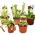Exotenherz Starter Set Fleischfressende Pflanzen 5 Pflanzen
