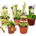 Starter-Set für fleischfressende Pflanzen – 5 Pflanzen - Grün