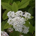 Zwergspiere Shirobana 20-30cm - Spiraea japonica