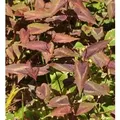 Knöterich Red Dragon - Persicaria microcephala