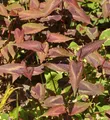 Knöterich Red Dragon - Persicaria microcephala