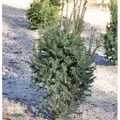 Eibe Typ Enno Hinrichs 25-30cm - Taxus baccata
