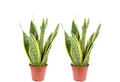 Flowerbox Zimmerpflanze Bogenhanf - Sansevieria trifasciata Laurentii, 2er-Set, pflegeleicht - Höhe ca. 35 cm, Topf-Ø 12 cm