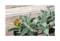 5x Faucaria felina Zwergsukkulente Zimmer Garten Pflanzen - Samen B1480