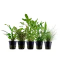 AquaOne Aquarium Pflanzen I 5X Wasserpflanzen I Einsteiger Aquarienpflanzen I Eleocharis Rotala Cryptocoryne Ammania I Set mit 5 Aquariumpflanzen
