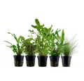 Aquaone Wasserpflanze Pflanzen Set mit 5 Einsteiger Wasserpflanzen Nr.218