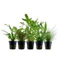 Pflanzen Set mit 5 Einsteiger Topf Aquarium Wasserpflanzen AquaOne Nr.218