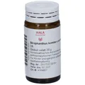 WALA® Strophanthus kombe e semine D 6