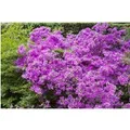 Rhododendron Obt. Purpurtraum Purpurfarben 15–20 cm