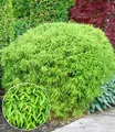 BALDUR-Garten 1x Schirmbambus, Pflanze im 12 cm-Topf, Fargesia rufa, winterhart, mehrjährig, pflegeleicht, immergrün, buschiger ausladender Wuchs, schnell wachsend, blickdicht