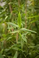 Pflanzen für Dich Hecken Fargesia murieliae Simba, 1 St., Schirmbambus, Gartenbambus, dichtwachsend, winterhart