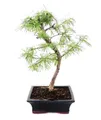 Exotenherz Zimmerpflanze Outdoor-Bonsai Pseudolarix amabilis Goldlärche oder Scheinlärche 20cm