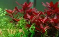 Aquarium Pflanze Ludwigia repens 'Rubin' Tropica Nr.033D Wasserpflanzen