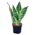 Exotenherz Sansevieria Trifasciata Gelbgrüner Bogenhanf 9cm Topf