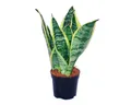 Exotenherz Zimmerpflanze Sansevieria trifasciata - gelb-grüner Bogenhanf - 9cm Topf