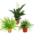Exotenherz Zimmerpflanzen Trio Luftreiniger Set mit Luftreinigenden Pflanzen Nephrolepis Spathiphyllum Chlorophytum