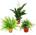 Exotenherz Zimmerpflanze Pflanzen-Trio Luftreiniger Nephrolepis-Spathiphyllum-Chlorophytum