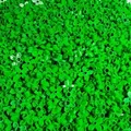 LEGO® 2x2 Blume mit 4 Blättern Hellgrün - 4727 NEU! Menge 250x - Grün