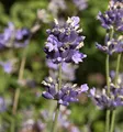 Breitblättriger Lavendel - Lavandula latifolia - lebende Gartenpflanze aus den Baumschulen