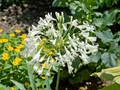 Pflanzen für Dich Staude Agapanthus africanus Albus, 1 St., Schmucklilie, Afrikanische Schmucklilie