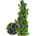 BALDUR Garten 1x Säulen-Brombeere Navaho® 'Big&Early' dornenlos, Pflanze im 2 Liter-Topf, Rubus fruticosa, Säulenobst Beerenobst Brombeerpflanze...