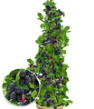 BALDUR Garten Obstpflanze Säulen-Brombeere Navaho® 'Big&Early', 1 St., Selbstbefruchtend, ertragreich, pflegeleicht