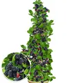 Säulen-Brombeeren Navaho® 'Big&Early', 1 Pflanze, Rubus fruticosa
