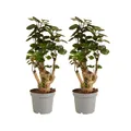 Bloomique - 2er Set - Polyscias Fabian - Aralie - Zimmerpflanzen - Pflegeleicht - Luftreinigend - Höhe 30-40 cm - Topf 12 cm