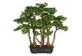 Kunstbonsai Bonsai Teeblatt, Creativ green, Höhe 60 cm, mit detailgetreuer Gestaltung