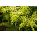 Chamaecyparis Obtusa Fernspray Gold Hinoki-Scheinzypresse 20–25 cm