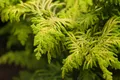 Pflanzen für Dich Konifere Chamaecyparis obt. Fernspray Gold, 1 St., Hinoki-Scheinzypresse, Scheinzypresse, goldgelb, farnähnlich