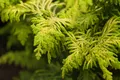 Chamaecyparis obtusa 'Fernspray Gold', Hinoki-Scheinzypresse, 20–25 cm