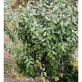Wintergrüne Ölweide 60-80cm - Elaeagnus ebbingei