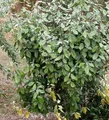 Wintergrüne Ölweide 60-80cm - Elaeagnus ebbingei