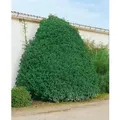 Prunus,usitanica 'Myrtifolia' 30-40 cm