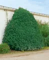Prunus lusitanica 'Myrtifolia', Portugiesischer Lorbeer, 30–40 cm