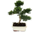 Exotenherz Bonsai Ilex Crenata Japanische Stechpalme ca. 6 Jahre
