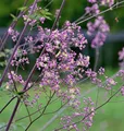 Prächtige Wiesenraute Elin - Thalictrum rochebrunianum - lebende Gartenpflanze aus den Baumschulen