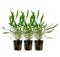 Aquaone Wasserpflanze Aquarium 3 Stück Pflanze Cryptocoryne pink panther Topf Nr.309P