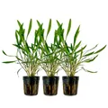 Aquarium Pflanze 3 Stk. Cryptocoryne pink panther Wasserpflanzen AquaOne Nr.309P