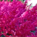 Prachtspiere Fanal - Astilbe arendsii