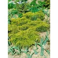 Juniperus Chinensis Goldfern Wacholder Goldgrün 20–25 cm