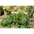 Taxus Baccata Repandens Eibe Immergrün 20–25 cm
